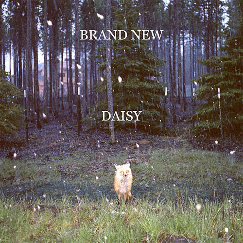 brand_new_daisy.jpg